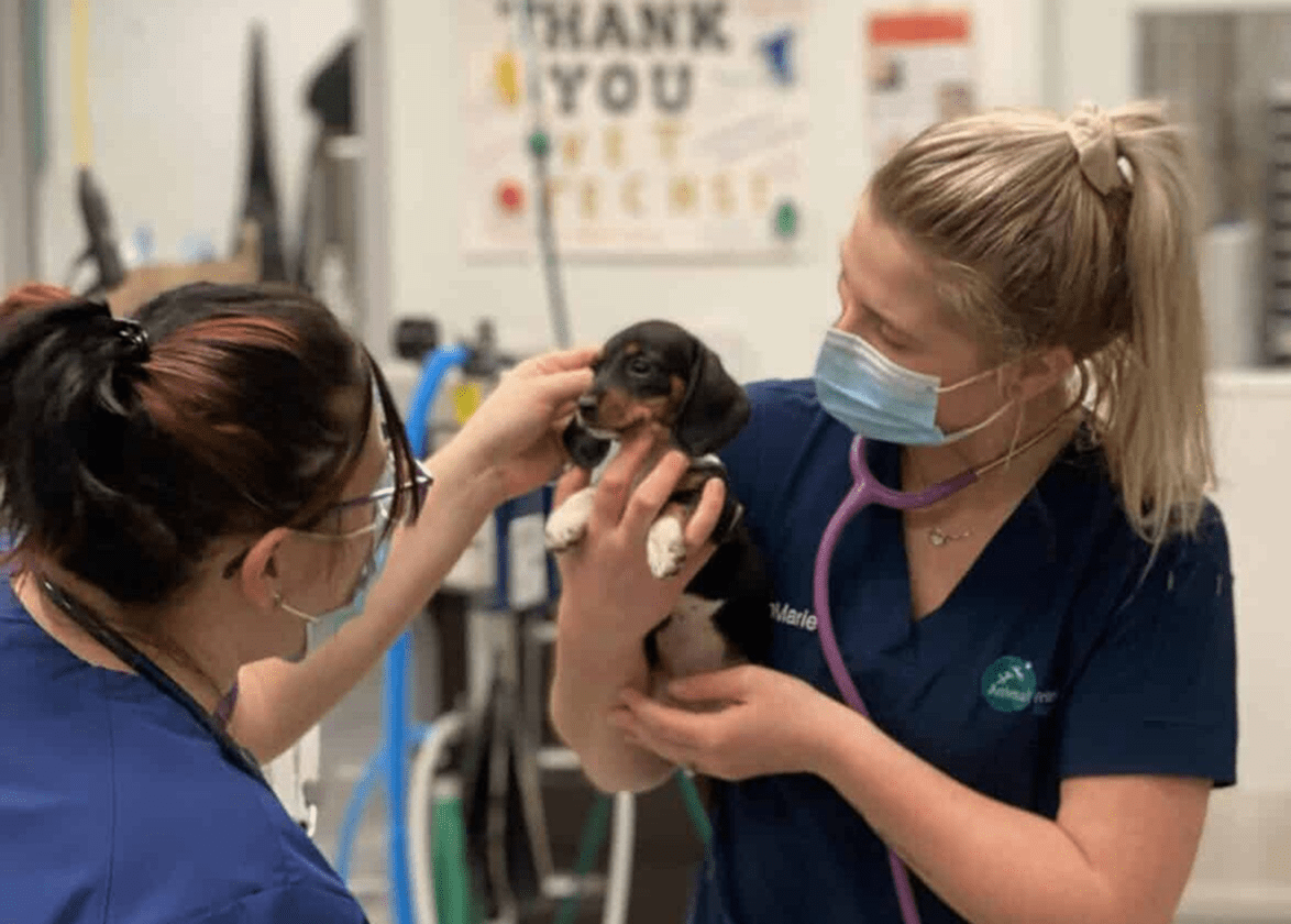 Two veterinary professionals examining a small dog in a clinic.